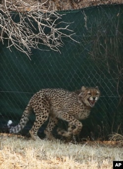 A cheetah is prepared for translocation at the Cheetah Conservation Fund (CCF) in Otjiwarongo, Namibia, Sept. 16, 2022.