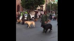 玻利维亚民众抗议动物虐待 