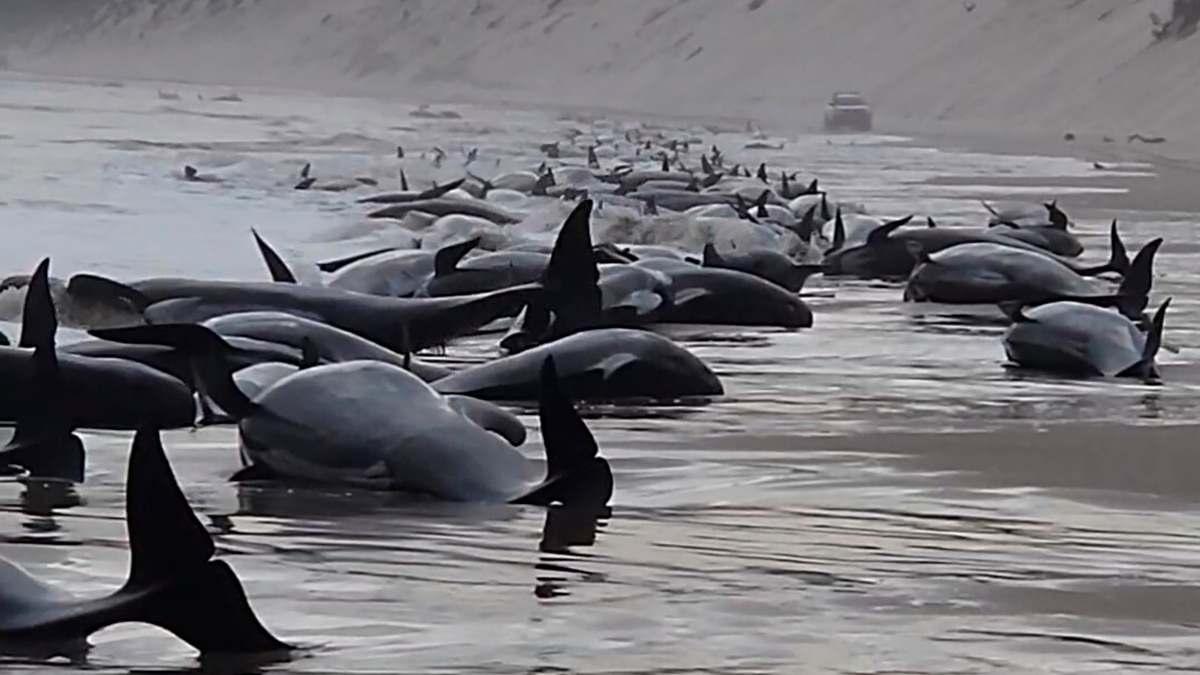 More Than 200 Whales Washed Ashore on Australia’s Tasmania State