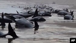 হুওন অ্যাকুয়াকালচার প্রদত্ত এই ছবিটিতে অস্ট্রেলিয়ার তাসমানিয়ার ম্যাককোয়ারি হারবারে আটকে পড়া তিমিগুলো দেখা যাচ্ছে। ২১ সেপ্টেম্বর, ২০২২।