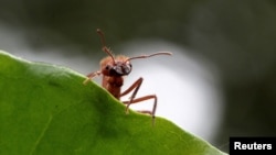 In this file photo, a zompopa ant reared for human consumption is pictured in the insect farm of biologist Federico Paniagua, in Grecia, Costa Rica July 13, 2019. (REUTERS/Juan Carlos Ulate)