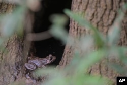 A frog lingers in a hollow tree at the Bond Swamp National Wildlife Refuge in Round Oak, Ga., Aug. 22, 2022.