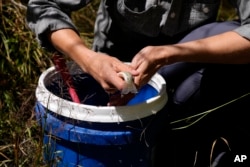 Seorang ahli biologi ikan melepaskan ikan cutthroat trout Rio Grande ke sungai baru setelah menyelamatkan mereka dari kebakaran Kamis, 15 September 2022, dekat Amalia, New Mexico. (AP/Brittany Peterson)