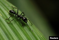 Una hormiga bala (Paraponera clavatta) camina sobre una hoja en el Parque Nacional Braullio Carrillo, 50 kilómetros (31 millas) al este de San José, el 5 de junio de 2012. (REUTERS/Juan Carlos Ulate)