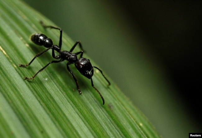 A bullet ant (Paraponera clavatta) walks on a leaf at the Braullio Carrillo National Park, 50 kilometers (31 miles) east of San Jose, June 5, 2012. (REUTERS/Juan Carlos Ulate)