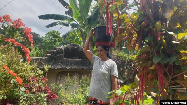 Dorkas Bili (54) membawa satu ember air bersih menuju ke rumahnya di dusun 2, desa Tana Rara, Kecamatan Loli, Kabupaten Sumba Barat, Nusa Tenggara Timur, Rabu, 14 September 2021. (Foto: VOA/Yoanes Litha)