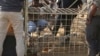 FILE - A cheetah lies inside a transport cage at the Cheetah Conservation Fund (CCF) in Otjiwarongo, Namibia, Sept. 16, 2022.