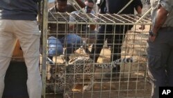 FILE - A cheetah lies inside a transport cage at the Cheetah Conservation Fund (CCF) in Otjiwarongo, Namibia, Sept. 16, 2022.