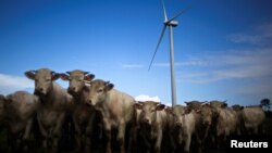 FILE - Cattle gather in a field near a wind turbine in the Landes de Couesme wind farm near La Gacilly, western France, April 26, 2014. (REUTERS/Stephane Mahe/File Photo)