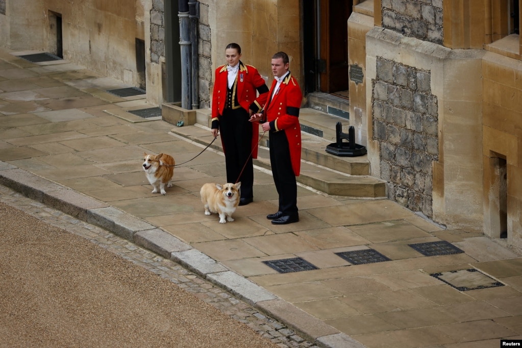 The royal corgis Sandy and Mick await the cortege on the day of the state funeral and burial of Queen Elizabeth at Windsor Castle in Windsor, Sept. 19, 2022.