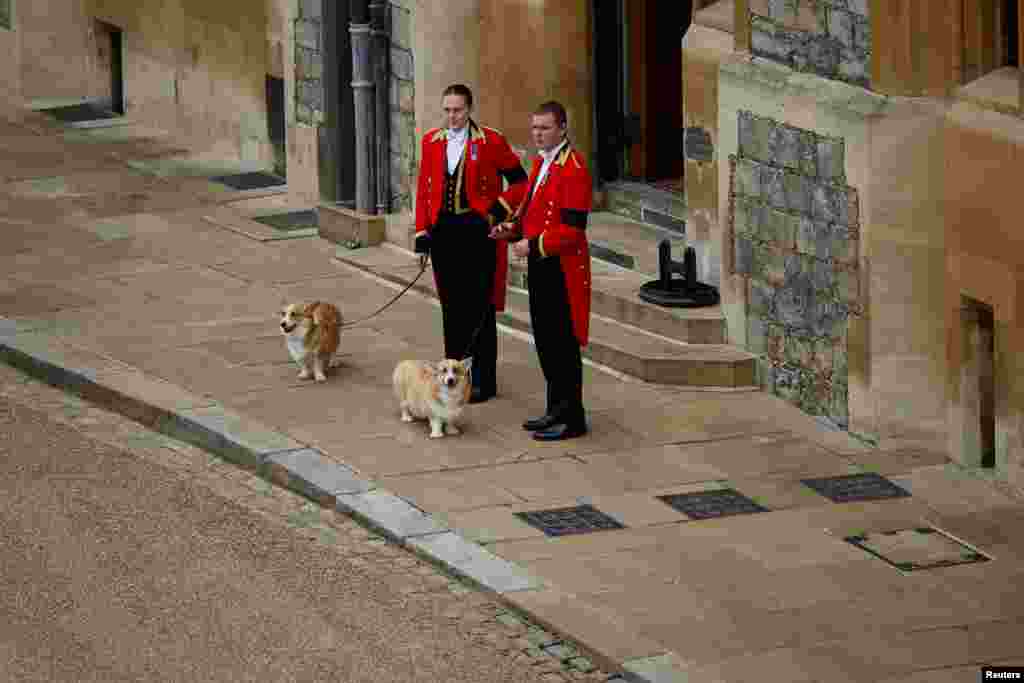 The royal corgis Sandy and Mick await the cortege on the day of the state funeral and burial of Queen Elizabeth at Windsor Castle, Sept. 19, 2022.