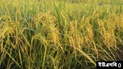 সেচে পরাস্ত অনাবৃষ্টি, বাংলাদেশে আমন আবাদের লক্ষ্যমাত্রা অর্জিত। 