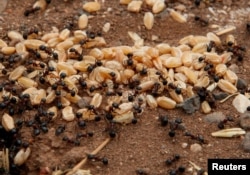 Ants carry grains of wheat in a field in Assanamein area, south of Damascus, on August 20, 2009. (REUTERS/Khaled al-Hariri)