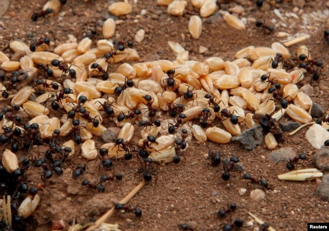 Ants carry grains of wheat in a field in Assanamein area, south of Damascus, on August 20, 2009. (REUTERS/Khaled al-Hariri)