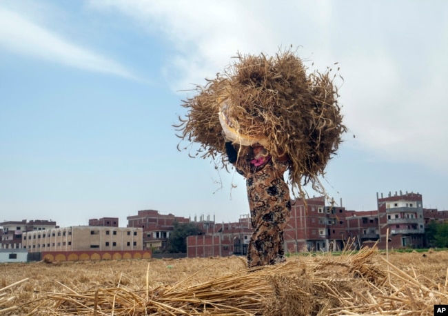 FILE - A farmer carries a bundle of wheat on a farm in the Nile Delta province of al-Sharqia, Egypt, May 11, 2022.