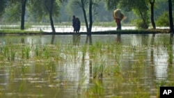 FILE - Villager women walk through rice field submerged by floodwaters due to heavy monsoon rains, in Dera Allahyar area of Jaffarabad, a district of southwestern Baluchistan province, Pakistan, Sept. 17, 2022.