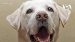 Доктор лабрадор