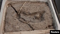 Jejak kaki purba tampak mulai retak karena mengering setelah diambil dari lokasi penemuan di Osorno, Chili sekitar April 2019. 