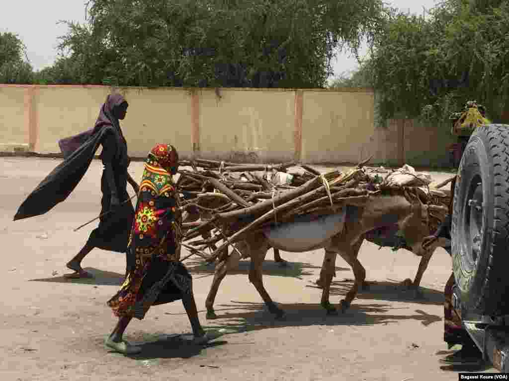 Des paysannes marchent avec leurs bagages sur des dos d'âne, Chad, Bol, Chad, April 1, 2016, Photo VOA Bagassi Koura