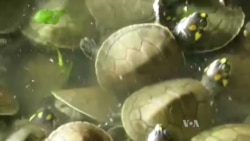 Conservation Programs Return Turtles, Orangutans to the Wild