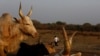 FILE - Cattle are commonly used for dowries in South Sudan, making daughters a potential source of wealth.