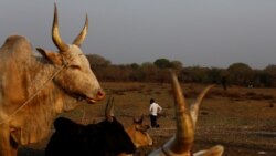 FILE- Cattle are commonly used for dowries in South Sudan, making daughters a potential source of wealth. 