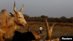 FILE - Cattle are commonly used for dowries in South Sudan, making daughters a potential source of wealth.