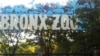 Tiger at NYC's Bronx Zoo Tests Positive for Coronavirus