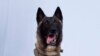 Trump Tweets Photo of Military Dog Wounded in Baghdadi Raid