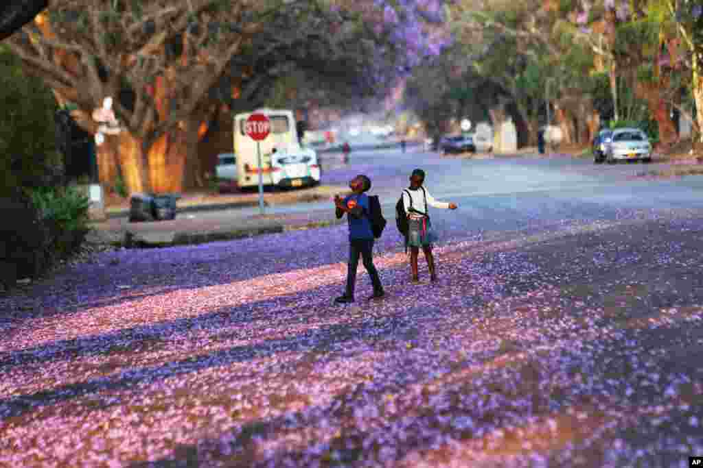 Children play underneath Jacaranda trees lining a street in the capital Harare, Zimbabwe.