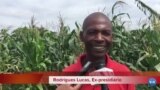 Ex-reclusos integram projecto agrícola Viveiro do Futuro no interior de Malanje