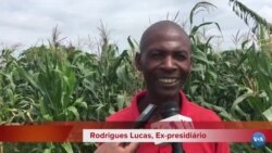 Ex-reclusos integram projecto agrícola Viveiro do Futuro no interior de Malanje