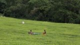 FILE - Workers pick tea on one of the farms in Kericho, Kenya. The tea farms of Kericho have employed tens of thousands of Kenyans. A 2023 survey of farmers in eight countries, including Kenya, found that most have already felt the impact of climate change. (Mohammed Yusuf/VOA)