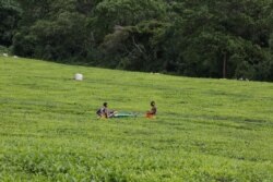 Workers pick tea in one of the farms in Kericho, Rift Valley. The tea farms of Kericho town has employed tens of thousands of Kenyans. (Mohammed Yusuf/VOA)