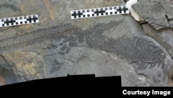 New dinosaur fossils show evidence of fast adaptation to changing world. 