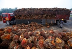 FILE - A worker unloads palm oil fruits from a lorry inside a palm oil factory in Salak Tinggi, outside Kuala Lumpur, Malaysia, Aug. 4, 2014.