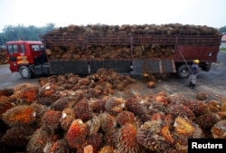 FILE - A worker unloads palm oil fruits from a lorry inside a palm oil factory in Salak Tinggi, outside Kuala Lumpur, Malaysia, Aug. 4, 2014.