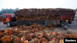 FILE - A worker unloads palm oil fruits from a truck inside a palm oil factory in Salak Tinggi, outside Kuala Lumpur, Malaysia, Aug. 4, 2014.