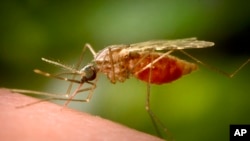 This 2014 photo made available by the U.S. Centers for Disease Control and Prevention shows a feeding female Anopheles funestus mosquito, a known vector for malaria.