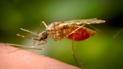 
Antibody Drug Tested as New Tool against Malaria
