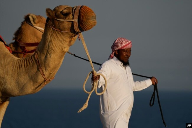 Camels are lead by a tour guide in Mesaieed, Qatar, Nov. 26, 2022. Throngs of World Cup fans in Qatar looking for something to do between games are leaving Doha for a classic Gulf tourist experience: riding a camel in the desert. But the sudden rise in tourists is putting pressure on the animals, who have almost no time to rest between each ride. (AP Photo/Ashley Landis)