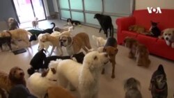 รีสอร์ทสุดหรูสำหรับ 'น้องหมา' เอาใจคนรักสัตว์ในอเมริกา