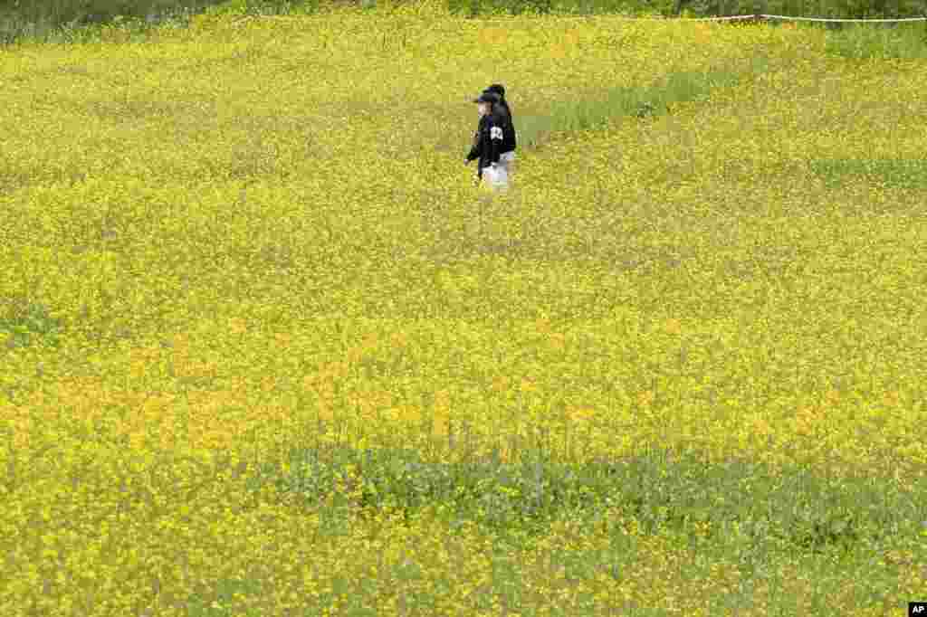 Visitors walk through a field of flowers at a park in Paju, South Korea.