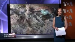 Britanija: U zoo vrtu rođena četiri mladunca sibirskog tigra