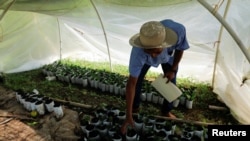 ARCHIVO: Un hombre revisa plantas de café en un invernadero en la cuenca hidrográfica del Canal de Panamá, como parte de un proyecto de la Autoridad del Canal de Panamá (ACP) para evitar la erosión del suelo, en Ciricito, Capira, Panamá, 19 de enero de 2024.