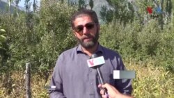 د سوات باغوانان وایي بې وخته بارانونو له امله یې د مڼو په پيداوار کې کمې راغلې