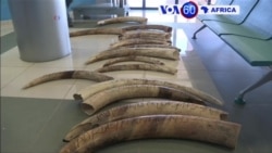 Manchetes Africanas 1 Julho: Angola quer reforça fronteiras contra caça furtiva