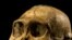 New Species Might be Human Ancestor