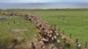 Ahead of Hurricane Laura, Texas Ranchers Move Cattle Out of Harm’s Way