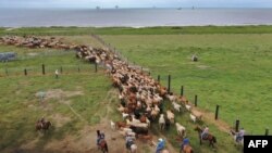 In this aerial view from a drone, cowboys round up cattle on a pasture next to the Gulf of Mexico to take them to safe ground before the arrival of Hurricane Laura on Aug. 25, 2020 in Cameron, Louisiana.